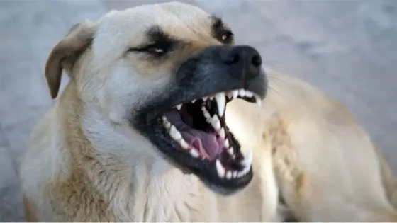 كلاب ضالة بـ” الصخيرات ” تنهي حياة طفل صغير بشكل مأساوي