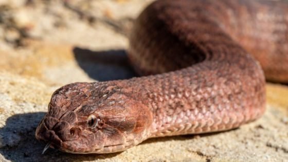 أفاعي الصيف تهدد أرواح سكان شفشاون.. والوزارة مطالبة بالتحرك