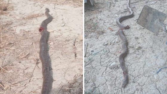 وزان : القضاء على أفعى ضخمة يثير ارتياح ساكنة