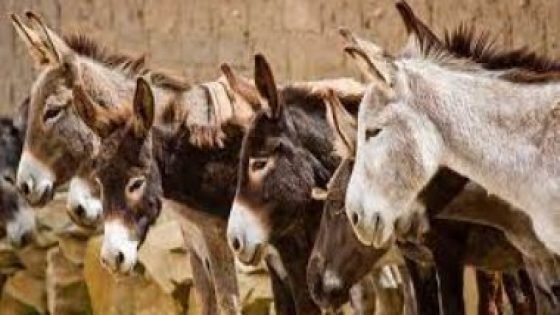 رؤوس حمير بالمدينة العتيقة تستنفر سلطات سلا