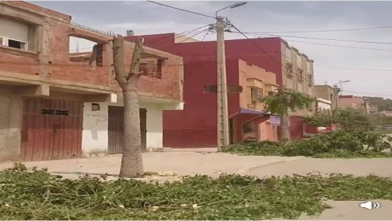 أجلموس..”زبر” الأشجار في عز الصيف يثير غضب الساكنة على فيسبوك