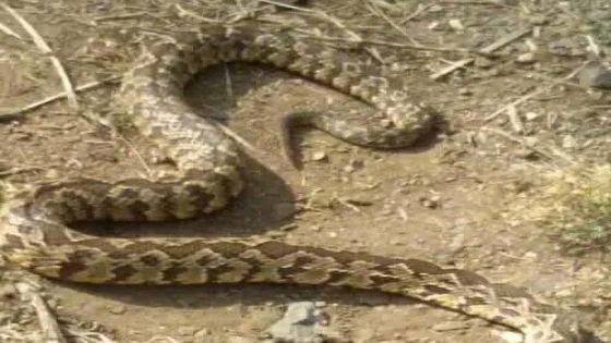 زاكورة : أفعى تهاجم طفلة وتنقلها في حالة حرجة إلى الإنعاش