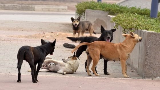 الكلاب الضالة تُرعب سكان بني يخلف بالمحمدية وتثير مخاوف صحية وأمنية