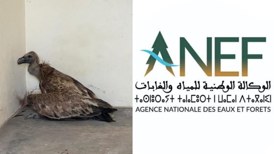 جرادة .. إنقاذ نسر بري وإعادة إطلاقه في بيئته الطبيعية