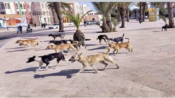 تطعم حيوان ضال كتسناك خطية حتى لـ 3000 درهم