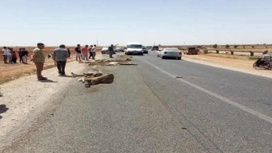 حافلة داست قطيع غنم بين أولاد عمران وسيدي بنور