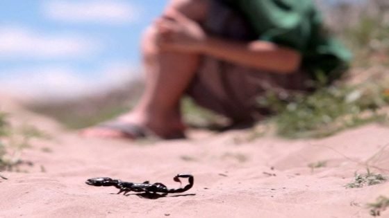 وفاة طفل بدوار أكرض إمليلن بالصويرة بعد لسعة عقرب