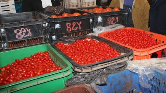 من الميناء إلى أوروبا.. رحلة طماطم بريئة من شبهة المعدن