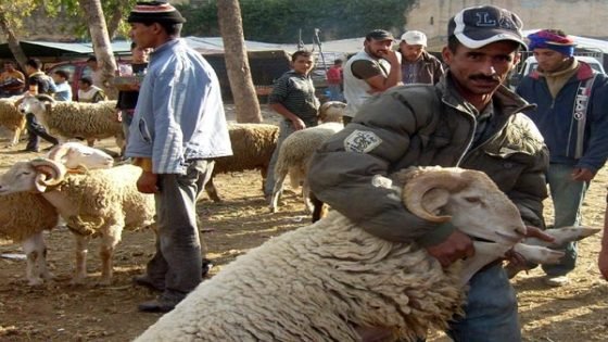 “الـ PPS ” يطالب بمناقشة اختلالات إحصاء القطيع والدعم الموجه لمربي الماشية