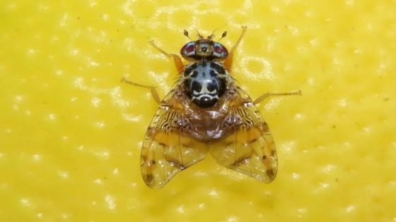 المغرب يصنع الذباب لحماية الحوامض