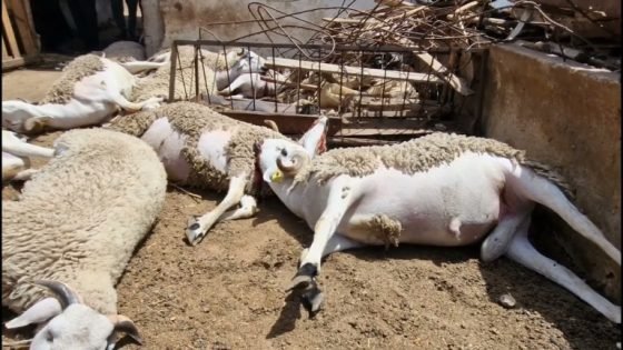 وباء غامض يفتك بقطعان الماشية بدوار ألمسا بأزيلال.. والساكنة تستغيث