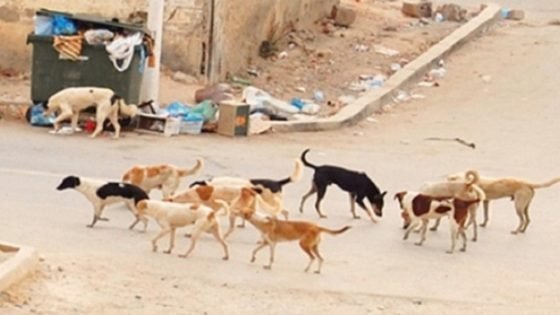 أولاد عياد.. انتشار الكلاب الضالة تثير مخاوف السكان
