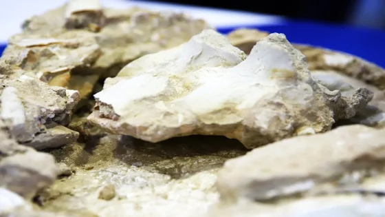 أسنان متحجرة بخريبكة تكشف عن نوع جديد من أسماك القرش الطباشيرية