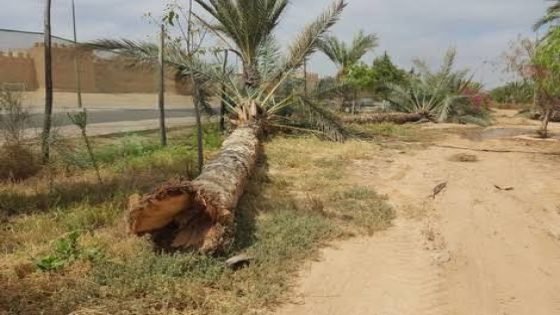 اقتلاع نخيل سوق السبت يُخلّف جدلاً واسعاً وسط استياء الساكنة