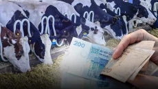 تعديل اللحظة الأخيرة: الحكومة تُهدي “الفراقشية” إعفاءات جديدة… والمواطن ما زال يكتوي بثمن اللحم