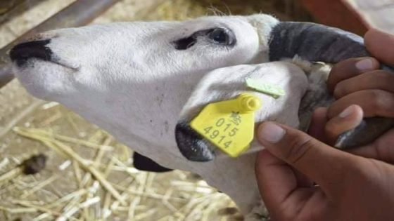 فضيحة “الحلقات”.. دعم المواشي يتحوّل إلى غنيمة وسط فوضى الترقيم!