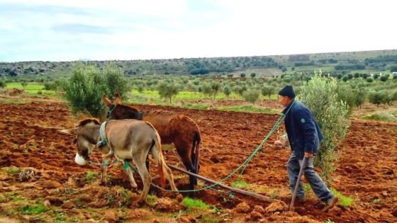 الدعم الموجه للفلاحين الصغار…يجب وقف هذا العبث