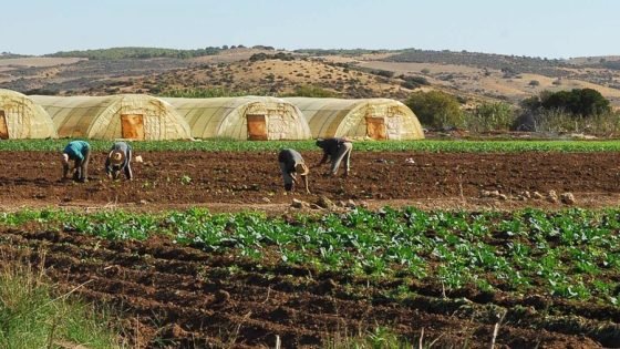 “الصويرة” تعود للحياة بعد سبع سنوات جفاف.. أمطار غزيرة تفتح موسماً فلاحيًا واعداً