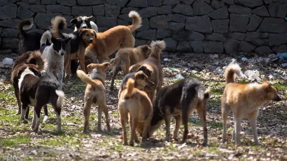 الكلاب تنهش رضيعاً أمام عيني والدته والأمن يتدخل