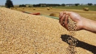 فضيحة الحبوب المدعومة: دعم الدقيق يتحول إلى أرباح في أعلاف الماشية !!