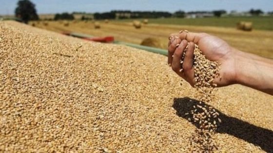 فضيحة الحبوب المدعومة: دعم الدقيق يتحول إلى أرباح في أعلاف الماشية !!