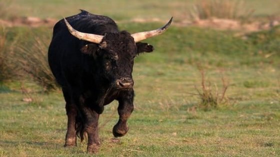 وفاة سيدة بهجوم ثور بجماعة لحضر بإقليم آسفي