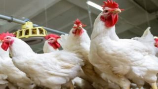 مربو الدواجن يواجهون غلاء الأعلاف في رمضان