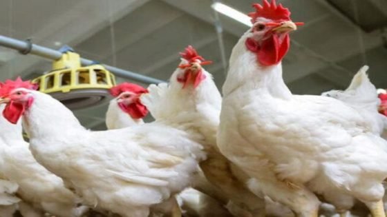 مربو الدواجن يواجهون غلاء الأعلاف في رمضان