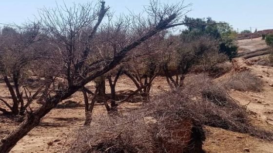 أرض عطشى وفلاح مثقل بالديون… مأساة تساوت السفلى تتواصل