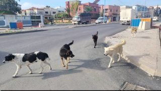 الجديدة تحت رحمة الكلاب الضالة… حين يسقط التدبير ويعلو صمت المسؤولين