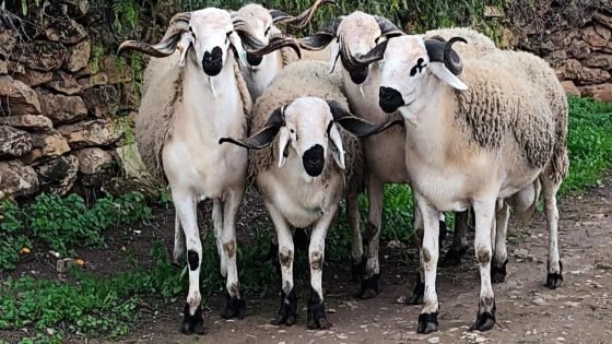 كذبة الحولي بـ2000 درهم”.. الحقيقة التي لا يريد البعض سماعها!