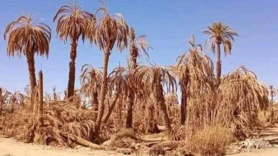 بووانو يسائل وزير التجهيز حول أزمة مياه السقي بزاكورة