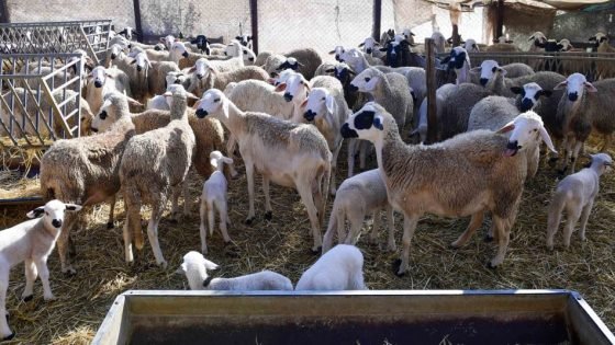 دعم مربي الماشية : 1.15 مليون مستفيد وانطلاق مراقبة صرف الشطر الثاني