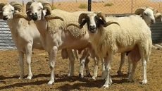 سؤال البيجيدي عن سوق الأضاحي… مجرد كلام والمغاربة هم الضحايا !!