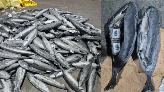 حجز كمية كبيرة ديال المخدرات مخبأة داخل مجسمات ديال الحوت المبرد بطنجة