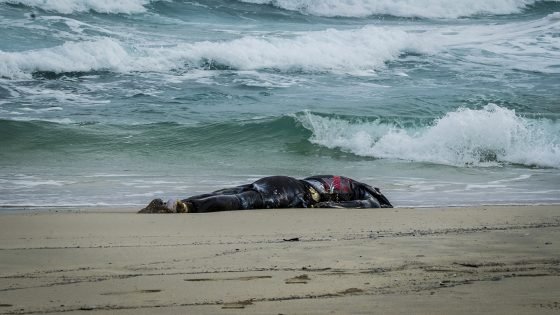 PARA CRÓNICA///NO PUBLICAR SIN CONSULTAR/////////// Formentera . Islas Baleares. Inmigrantes. Migrantes. Cadáver encontrado en la playa de Levante de Formentera. FOTO: Javi Parejo