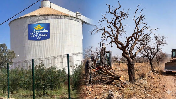 معمل السكر بأولاد عياد… أرباح تُحصد وأشجار تُعدم!!