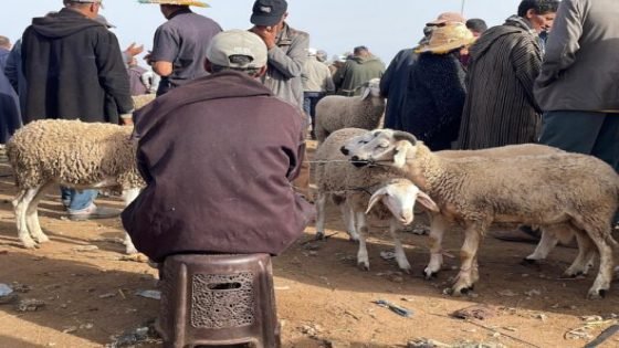 إحصاء القطيع يربك الكسابة الرحل… مطالب بتكييف الإجراءات مع واقع التنقل
