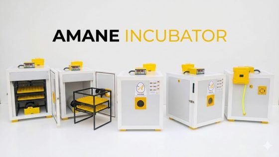 “فقاسات الأمان”… دينامية جديدة في دعم مشاريع تربية الدواجن بالمغرب*