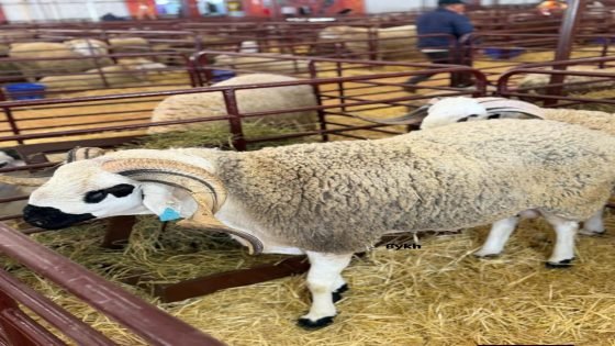 الصردي في مكناس… سلالة ترتقي إلى القمة بفضل عزيمة الكسابة وتأطير مهني رصين