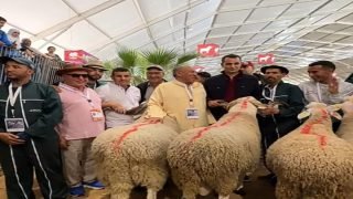 الإخوان خليل يؤكدون الهيمنة في سلالة الصردي… تتويج يتجدد في “سيام” 2026