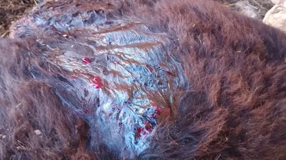 اعتداء على حمار.. محكمة بالصويرة تقضي بتعويض 3000 درهم لمالك الحيوان