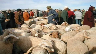 تمويه رقمي لرفع أسعار الأضاحي.. “الشناقة” يشعلون المنصات قبل العيد