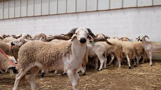 بين عرق الكساب وتجارة الوهم