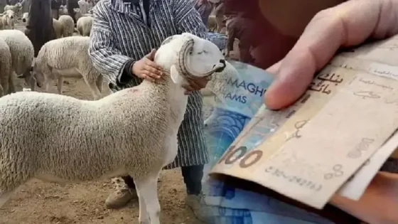 بووانو يثير ملف “بونات” الماشية… تساؤلات حارقة حول من يستفيد من الدعم