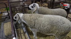 سبب سيطرة “الشناقة” على سوق الأضاحي