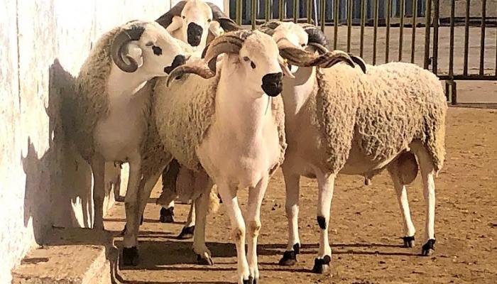 عيد الأضحى في عهد أخنوش.. حين تحولت وعود الحكومة إلى مصدر غضب وسخرية