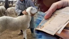 وزارة الفلاحة : العرض الوطني من أضاحي العيد يفوق الطلب بكثير