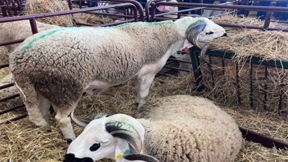 “ريحة الزريبة” تختفي تدريجياً من القرى المغربية !!!