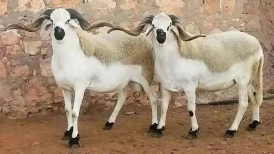 عندما تصبح الجودة مكلفة… سوق الأغنام على صفيح ساخن